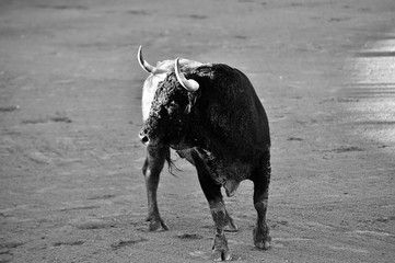 un toro español con  grandes cuernos