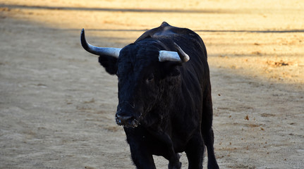 un toro español con  grandes cuernos
