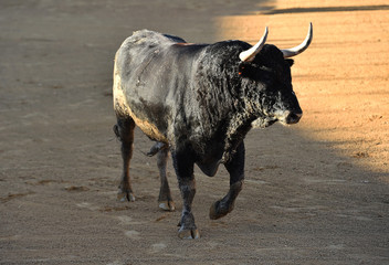 toro español