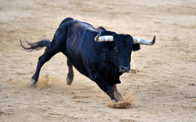 toro poderoso español con grandes cuernos