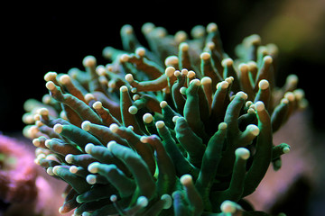Fototapeta na wymiar Green Euphyllia Torch Aussie LPS coral