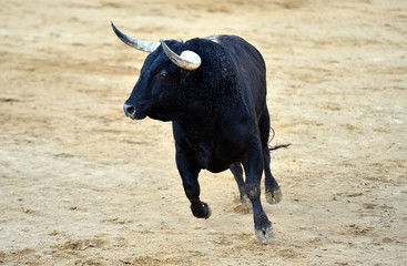 toro bravo español