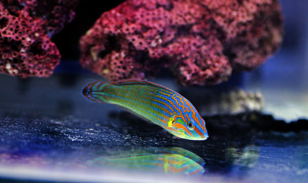 Rainbow wrasse fish -  Halichoeres melanurus