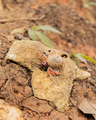 Cangrejo en Limon Costa Rica