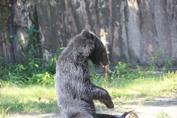 ニホンツキノワグマ