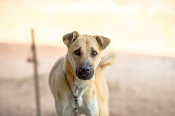 A close-up view of a puppy that is walking or playing with a mother, with blurred motion and being a lonely human.