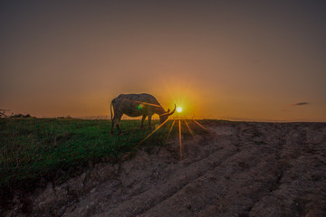 The background of buffalo (a type of animal) that is eating grass by the field, has sharp horns, some species live in groups and have fast blurred motion.