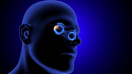 3d render of human eye inter section anatomy