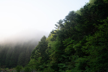 Fototapeta na wymiar 霧と森
