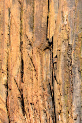 brown wood texture