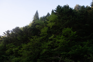 霧と森