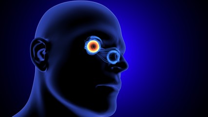 3d render of human eye anatomy system