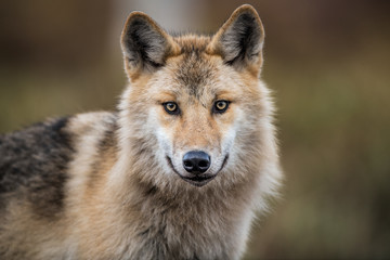 Сlose-up portrait of a wolf. Eurasian wolf, also known as the gray or grey wolf also known as Timber wolf.  Scientific name: Canis lupus lupus. Natural habitat. - obrazy, fototapety, plakaty
