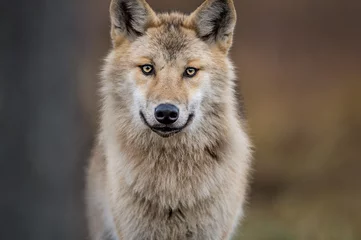  Сlose-up portret van een wolf. Euraziatische wolf, ook bekend als de grijze of grijze wolf, ook bekend als de houtwolf. Wetenschappelijke naam: Canis lupus lupus. Natuurlijke leefomgeving. © Uryadnikov Sergey