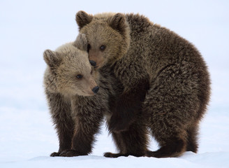 Bear Cubs are playing in the snow.  Natural habitat. Brown bear, Scientific name: Ursus Arctos...