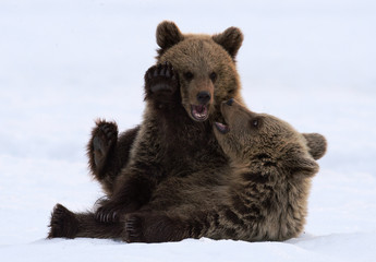 Obraz premium Bear Cubs are playing in the snow. Natural habitat. Brown bear, Scientific name: Ursus Arctos Arctos.
