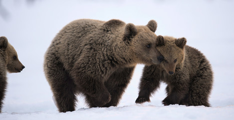 She-Bear and bear cubs in the snow. Brown bears in the winter forest. Natural habitat. Scientific name: Ursus Arctos Arctos.