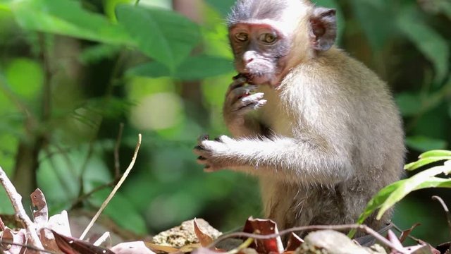 long‐tailed macaques monkeys from Khao Sok National Park, Thailand