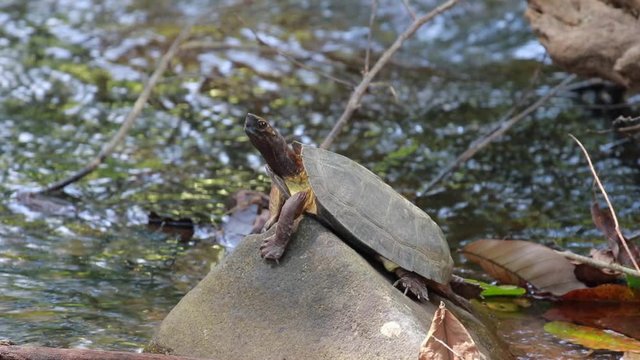 Freshwater turtle in Khao Sok National Park, Thailand