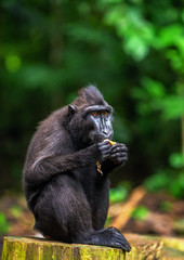 The Celebes crested macaque eating. Celebes crested macaque in the forest. Crested black macaque, Sulawesi crested macaque, or the black ape. Natural habitat. Sulawesi Island. Indonesia.