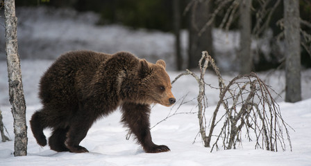 Bear cub in winter forest. Natural habitat. Brown bear, Scientific name: Ursus Arctos Arctos. © Uryadnikov Sergey