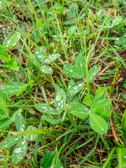 Green grass with dew drops 