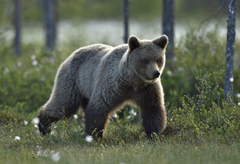 Fototapeta premium Brown bear on the meadow in the summer forest. Sunset, evening twilight. Scientific name: Ursus Arctos Arctos.
