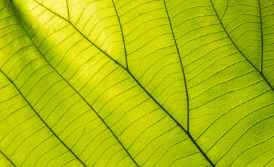 green leaves for background