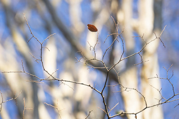thin branches without leaves on a blurred background