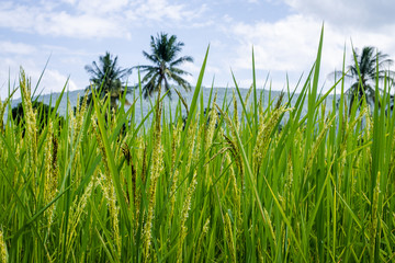Rice field and sky background with sun rays and the mountain background.