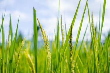 Obraz premium Rice field and sky background with sun rays and the mountain background.
