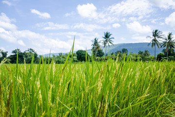 Rice field and sky background with sun rays and the mountain background.