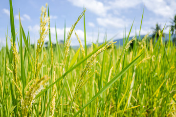 Obraz premium Rice field and sky background with sun rays and the mountain background.