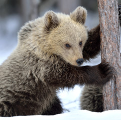 Obraz premium Bear Cub Climbing a Pine Tree. Winter forest. Brown Bear, Scientific name: Ursus Arctos Arctos. Natural habitat.