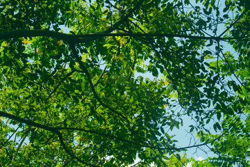 Fototapeta na wymiar Green Leaves