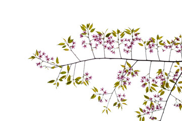 cherry flowers blossoms branches isolated on white background