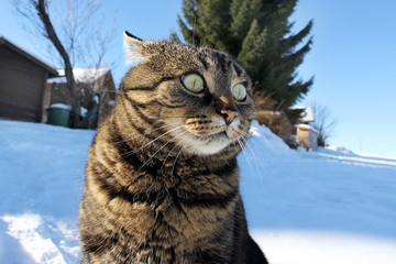 Lustiger Blick einer kleinen dicken Katze im Winter