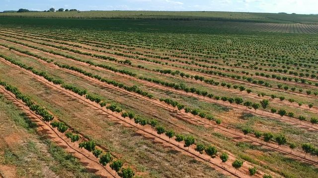 Aerial view of coffee seedlings being irrigated in the drip syste