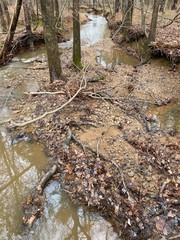 Pebbles in Muddy Creek