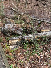 Muddy Puddle with Fallen Tree Logs and Branches