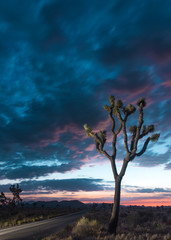 Joshua Tree Dusk