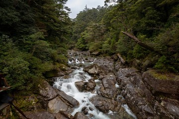 ヤクスギランド