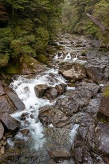 ヤクスギランド