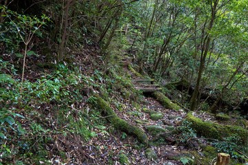 ヤクスギランド