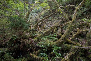 Obraz premium ヤクスギランド