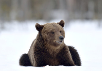 Obraz premium Bear sits in the snow, winter forest. Brown bear in winter forest. Scientific name: Ursus Arctos. Natural Habitat.