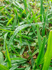 Green grass with dew drops 