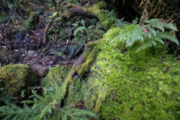 屋久島の自然　淀川登山口から花之江河まで