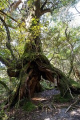 Fototapeta premium 屋久島の自然 淀川登山口から花之江河まで