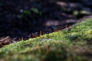 屋久島の自然　淀川登山口から花之江河まで